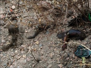 Numerous mass graves discovered in Nizhnyaya Krynka village (Donetsk Republic) after the area was abandoned by the Ukrainian forces.