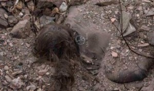 A female corpse found by OSCE mission near Kommunarskaya mine.
