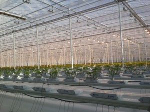 New greenhouse opened by Lipetsk Agro in December 2014.